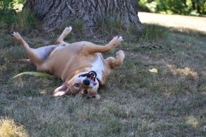 dog rolling in grass