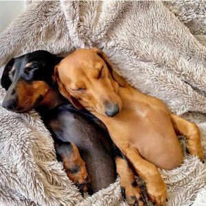 two dogs snuggling