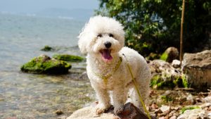 bichon standing on rock