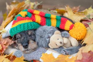 dachshund puppy in hat