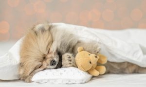 pomeranian sleeping