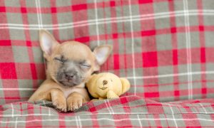 dog in plaid