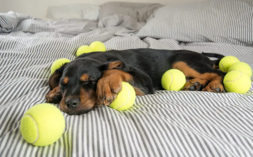 cute rottweiler