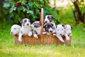 bull terriers in a basket