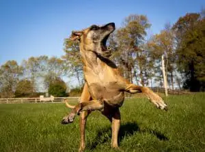 dog playing catch