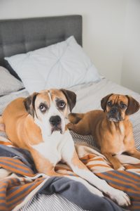 two dogs on bed