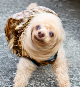 dog shaking water off