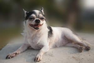 dog smiling