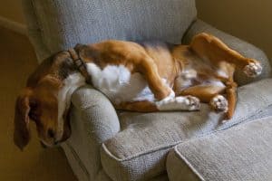 basset hound