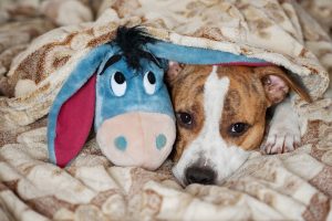 dog and eeyore