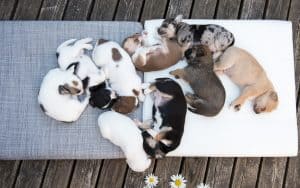 dogs on blanket