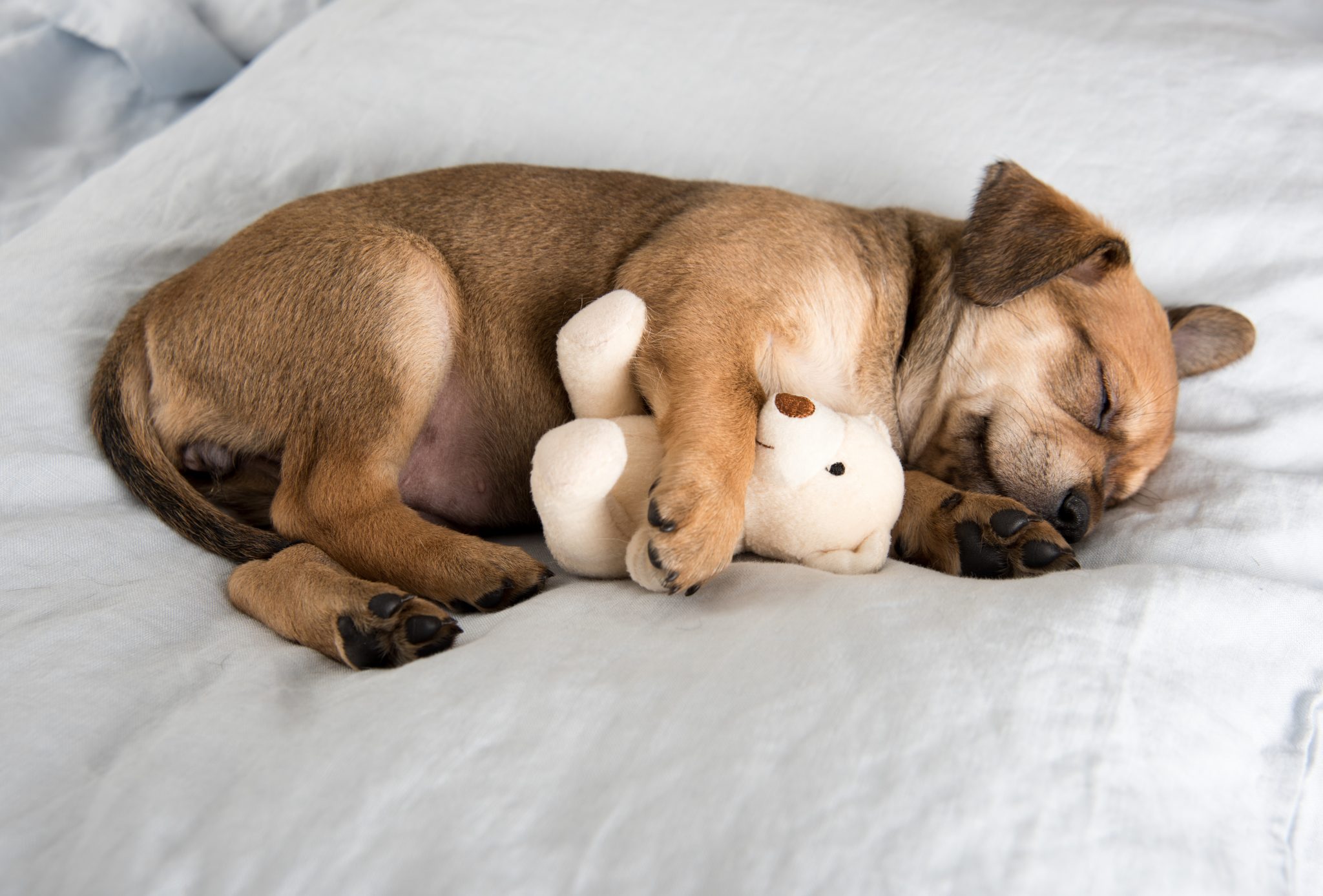 Why Do Dogs Bark In Their Sleep?
