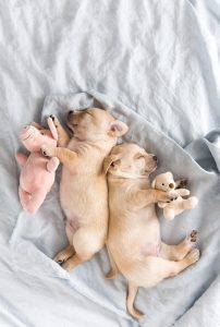 small puppies