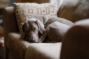 dog on couch