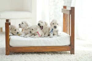 litter of puppies on bed