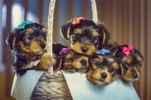 dogs with bows
