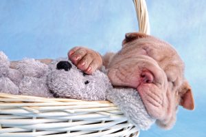 cute puppy in basket