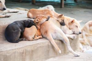 pile of dogs