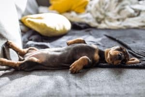 daschund sleeping