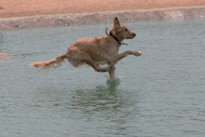 dog diving into water