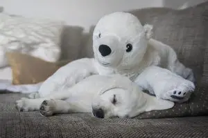 white fluffy dog