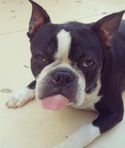 boston terrier