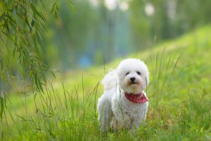 dog running