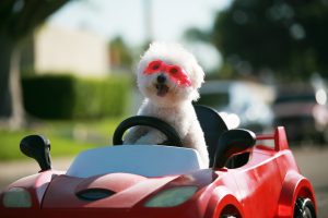 dog in car