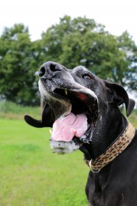 dog yawn