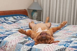 dog happy on bed