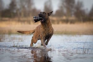 dog running splashing