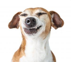 dog smiling