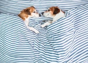 twin dogs in bed