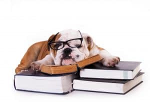 dog studying