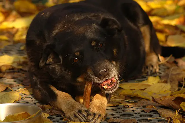 Adult Dog to Eat Puppy Food