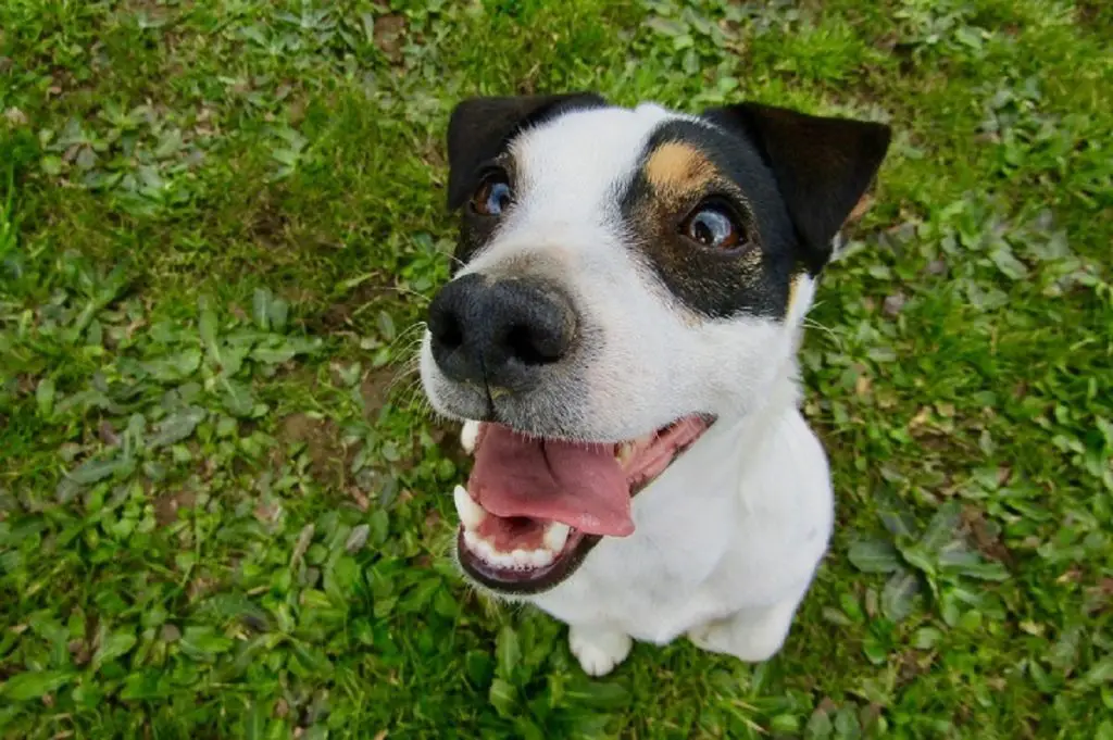 DOG SHOWING TEETH