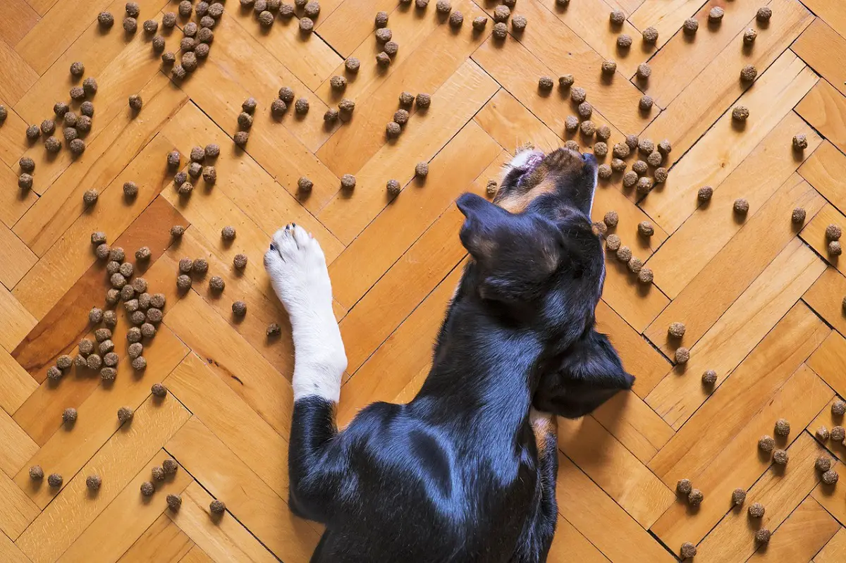 DOGS EAT PUPPY FOOD