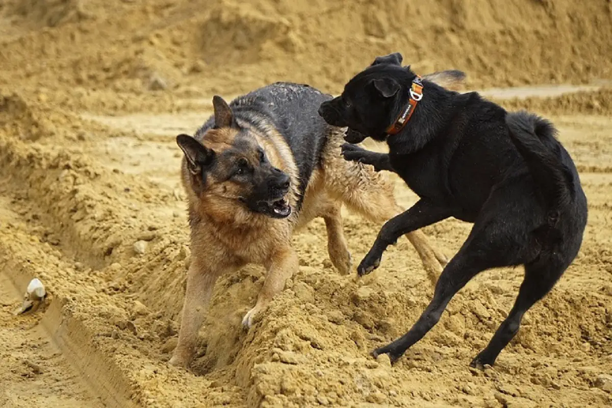 DOGS FIGHTING OVER FOOD