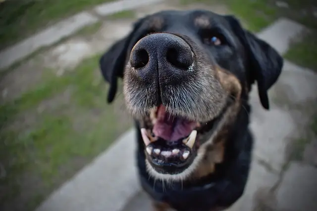 Dog is Showing Their Teeth