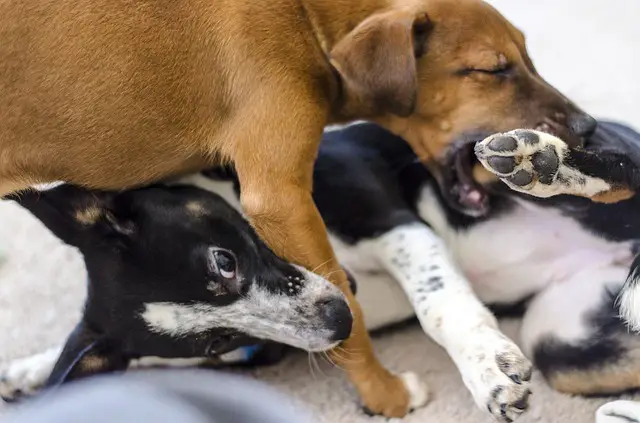 Older Dog from Attacking A Puppy