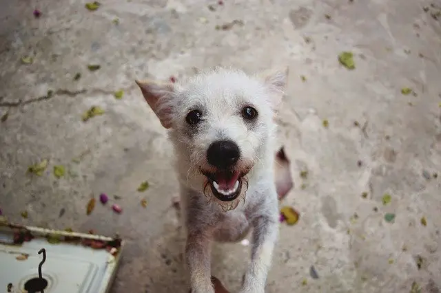 Puppy Breathing Fast Medical Causes