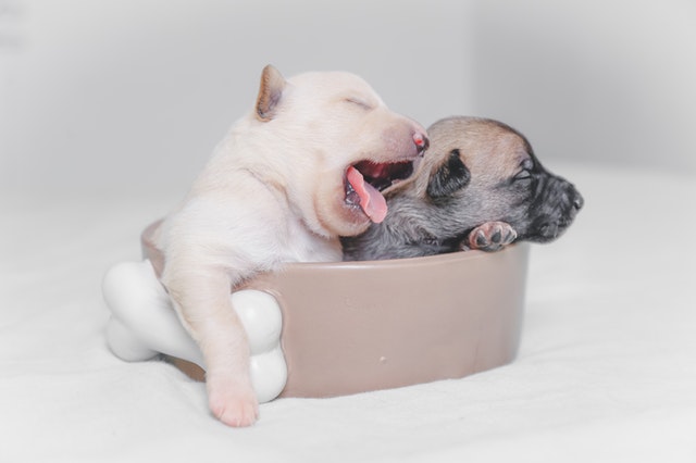 Puppy Breathing Hard