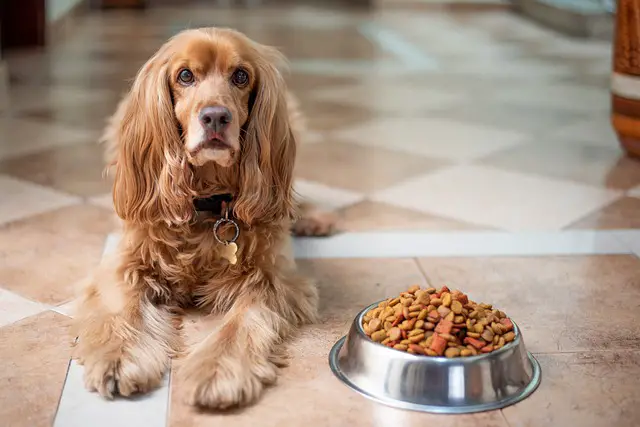 Side Effects of Feeding an Adult Dog Puppy Food