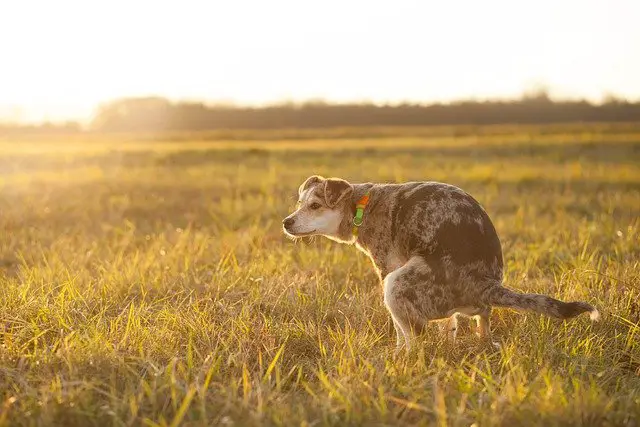Why Your Dog Might be Pooping More