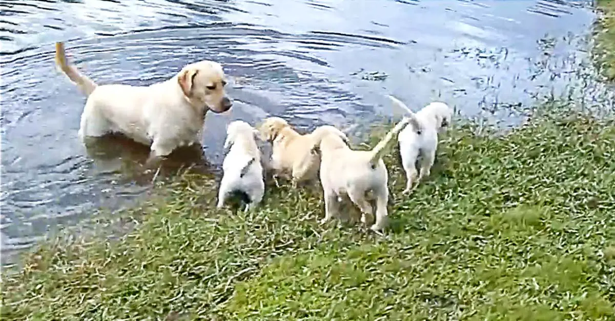 Labrador Teaches Puppies to Swim