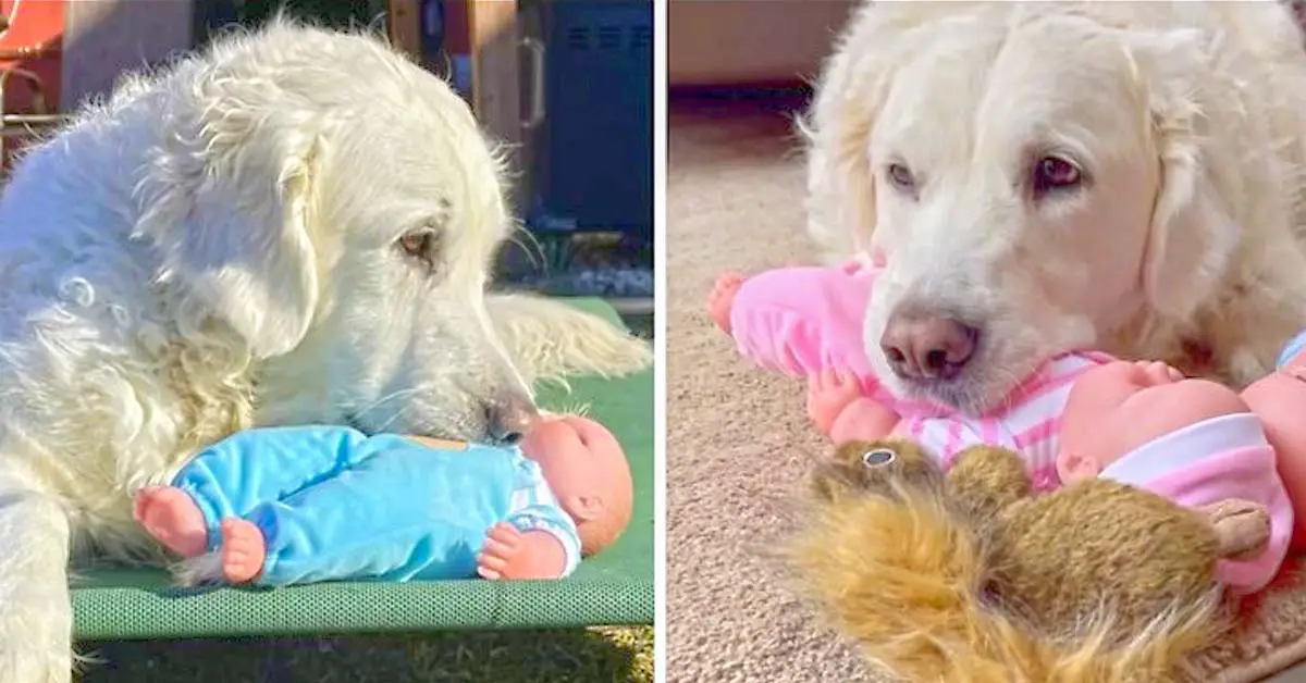 Dog Gets Baby Doll