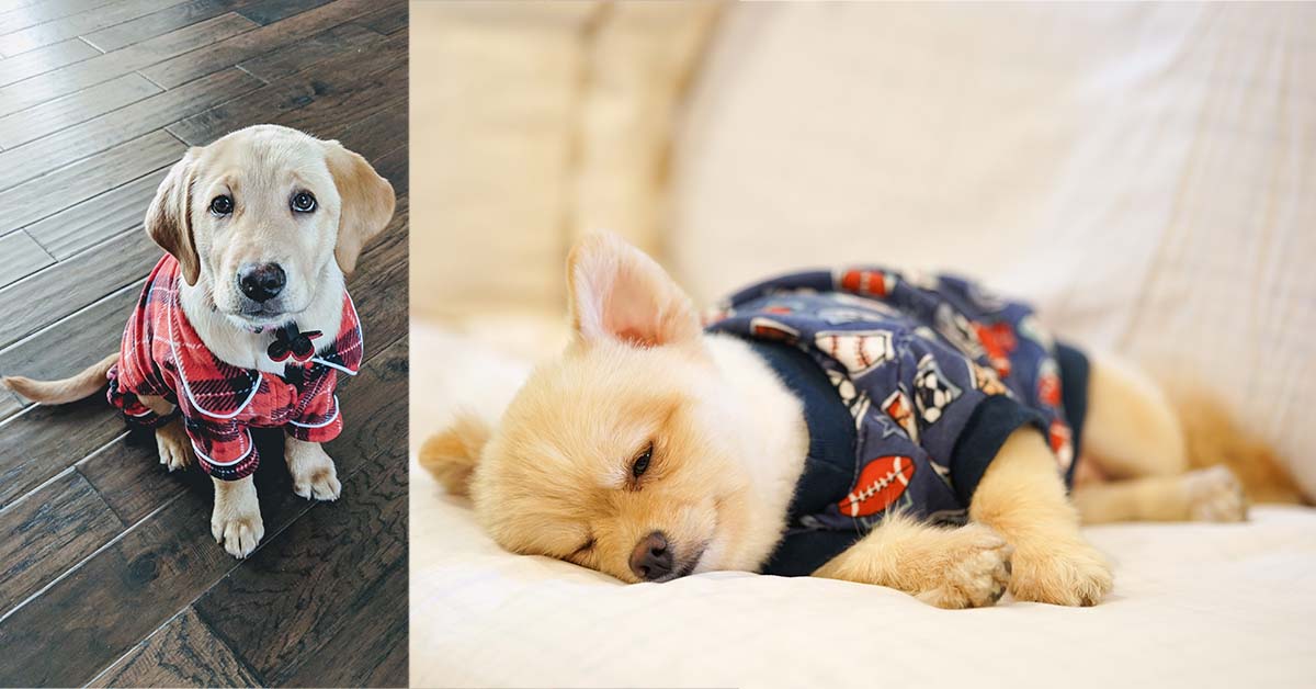 Dogs in Pajamas