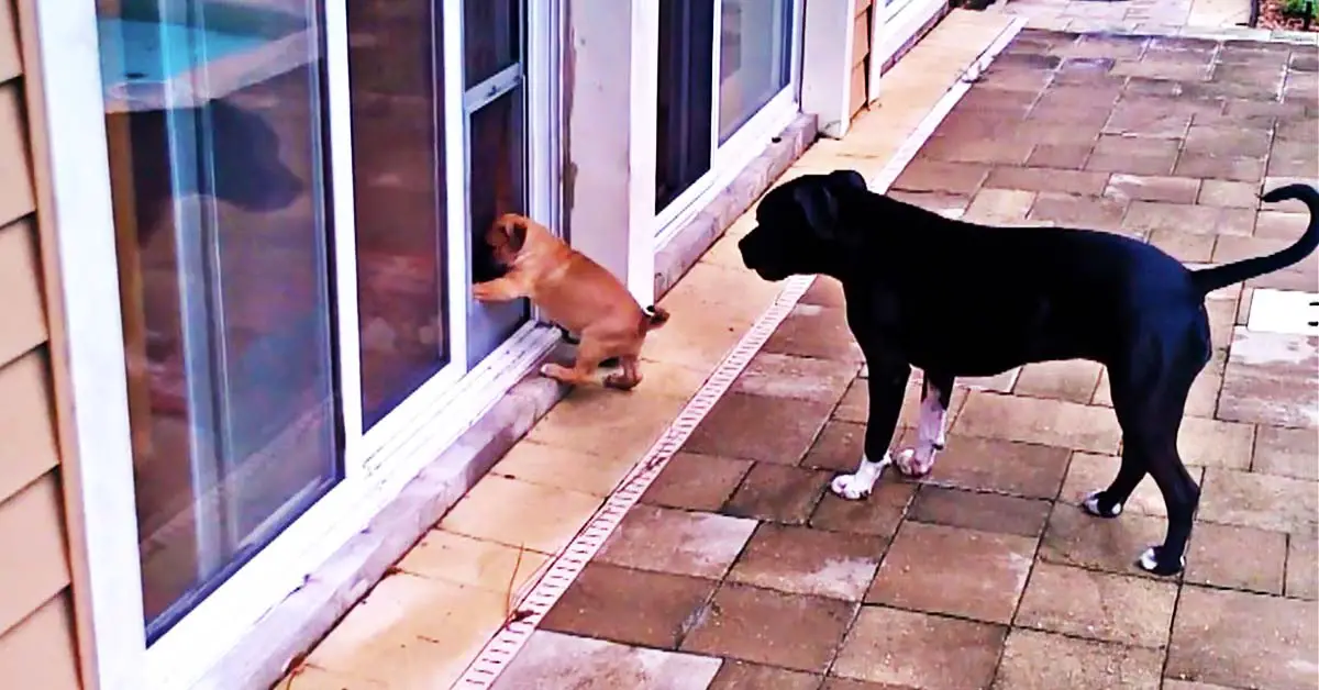 Dog teaches puppy how to use doggy door