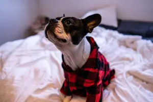 plaid dog