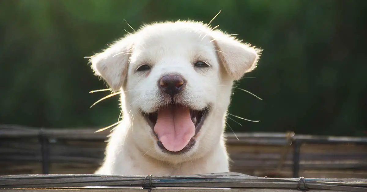 Puppy Smiles